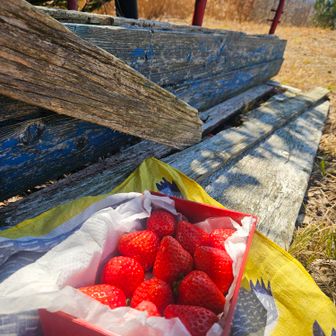 イチゴも、よくくれたので
今日は私が持ってきたよ

Hさんが直してペンキ塗ったベンチに……

もう、ボロボロなっちゃったね……
