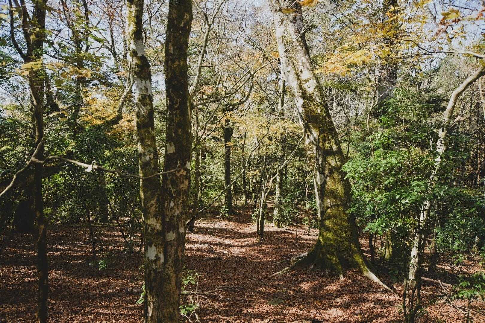 白髪岳新登山口-猪ノ子伏-三池神社-白髪岳 往復コースの写真