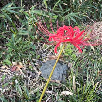 下山したところにヒガンバナ！秋ですね