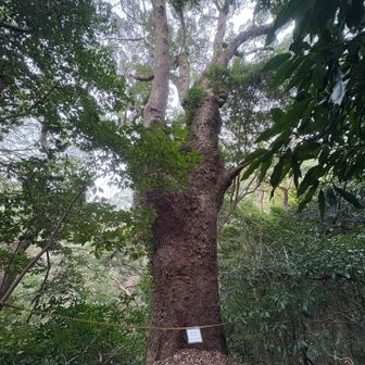 孫クスの下でランチとコーヒー☕︎