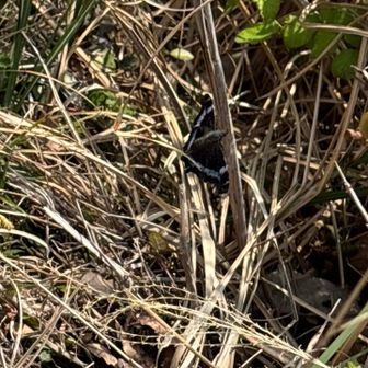 日向にヒラヒラ、ルリタテハ。わかるかな？