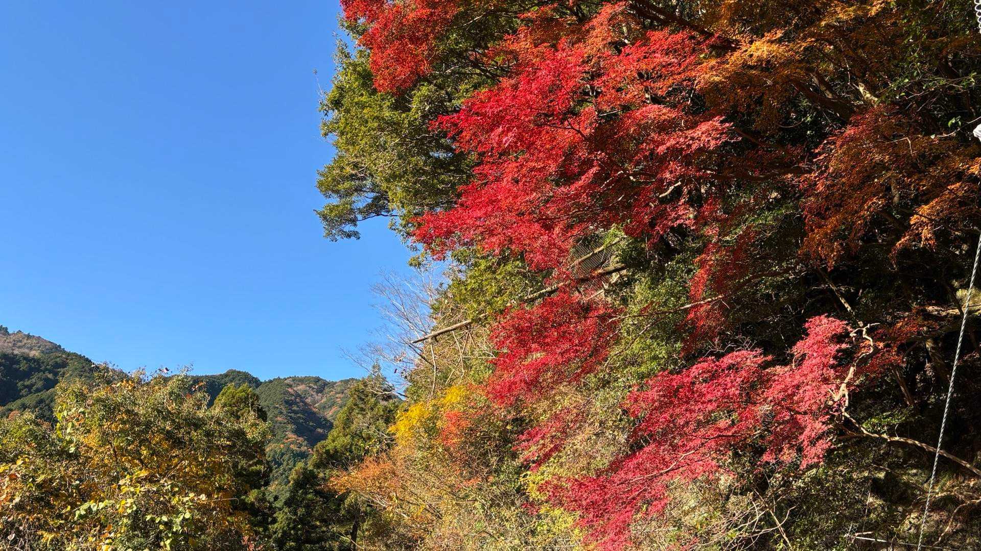 紅葉がきれい！