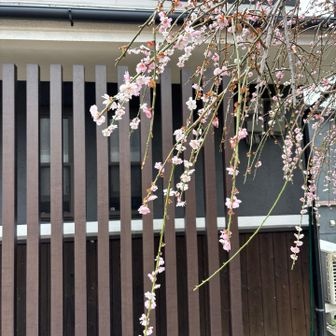 咲き始めの枝垂れ桜