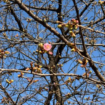 河津桜が咲き始めてました
