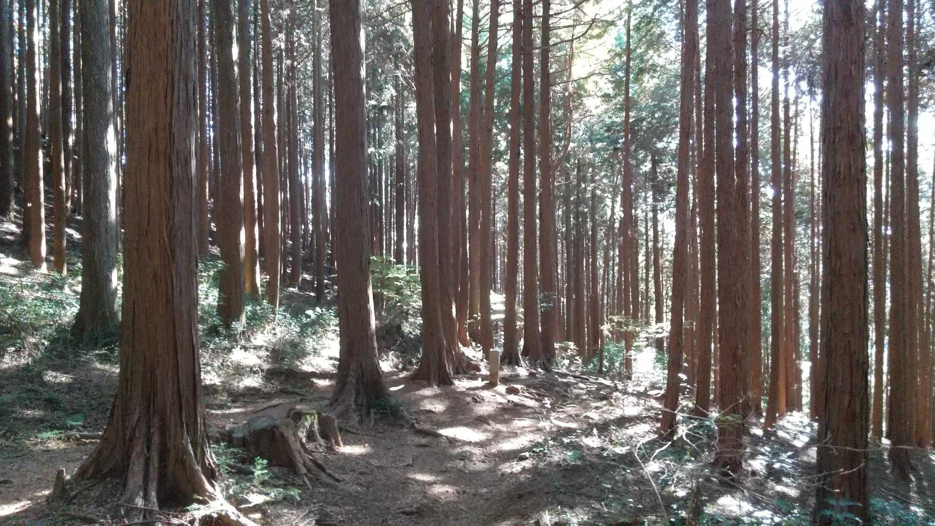 奥多摩っぽい杉の森
