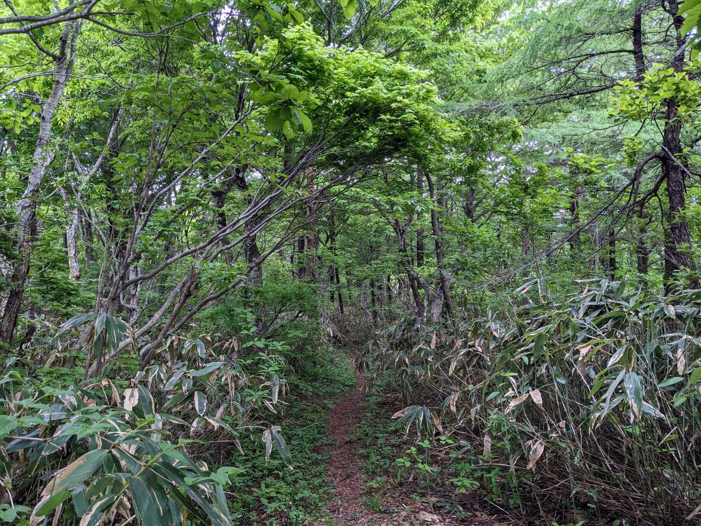 銀山温泉までまだまだ続くロングコースの最上街道☺️ピストンすると27.3km🧎