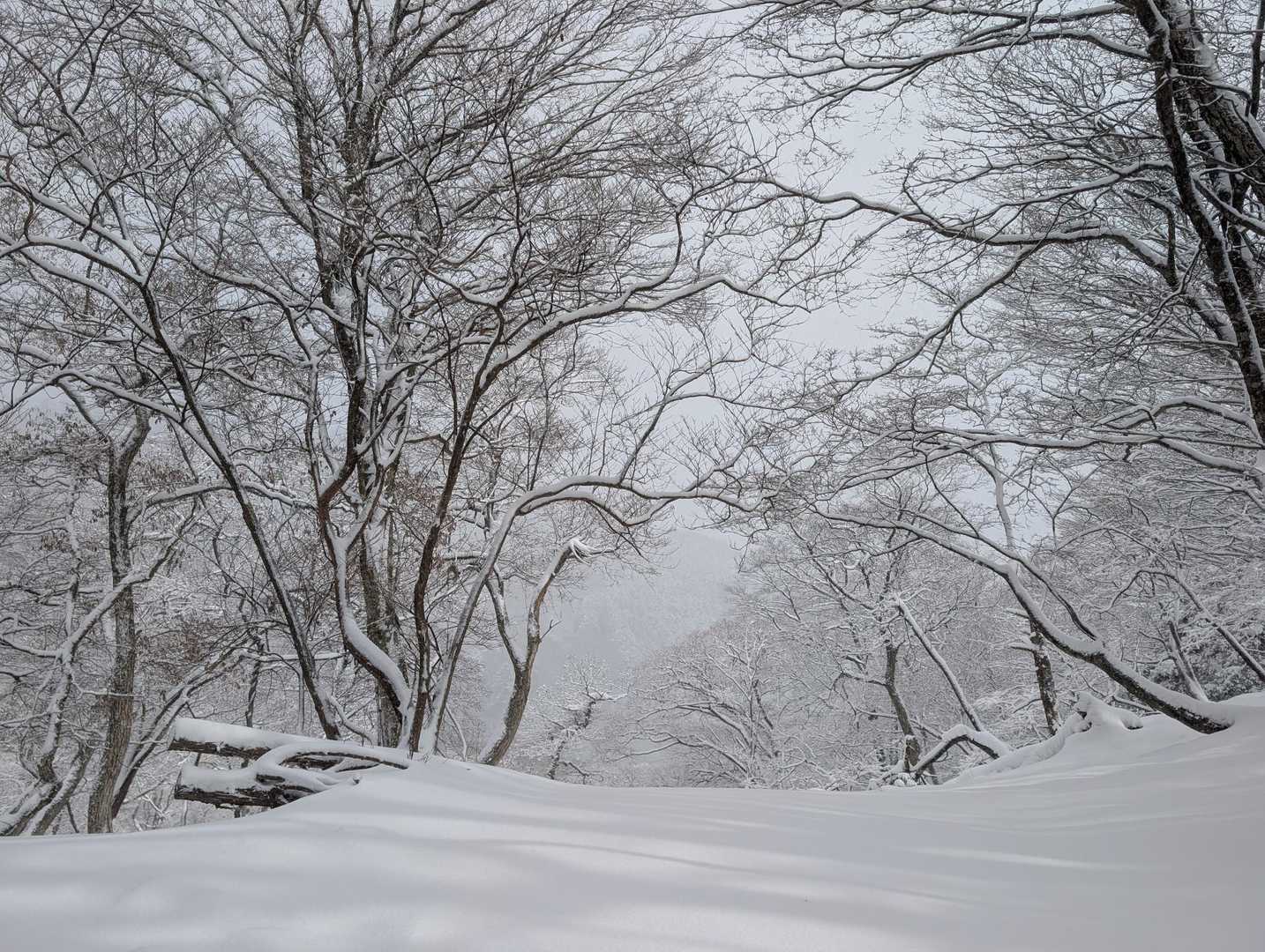 ノートレースのきれいな雪原を堪能