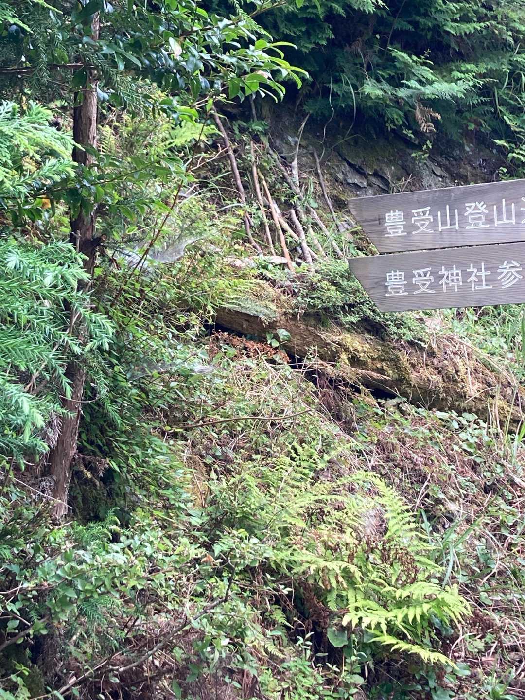 下山完了です。下りてきたとたん暑さを感じました。お供え物をザックに詰め込んだせいかバランスがとれず2回も転んでしまいました。下山の方が難しいですね。
無事に伝統ある神事が行われてよかったです。