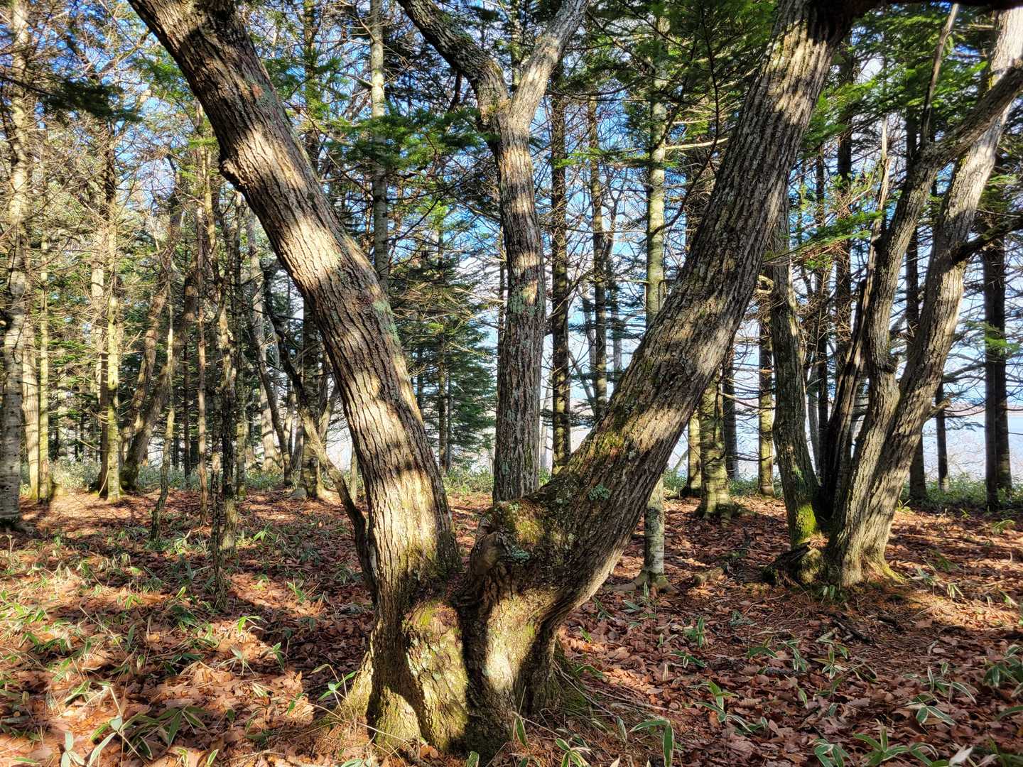 山頂🤔
よくわからんけど💦
いいか❗
よく聞け‼️
ここをぉ山頂とするぅ⛰️
