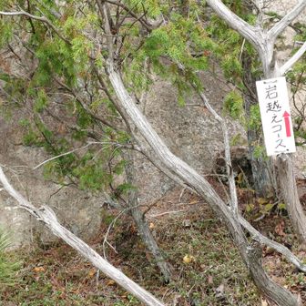 岩越えコース！？
まっ　行ってみるか:⁠^⁠)