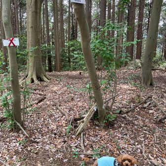 小築山。