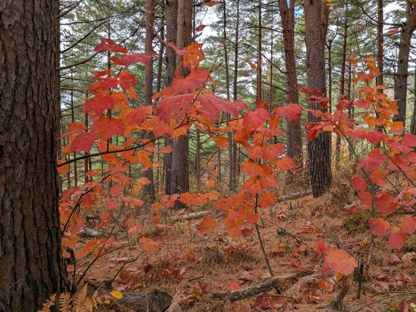 🍁🍁