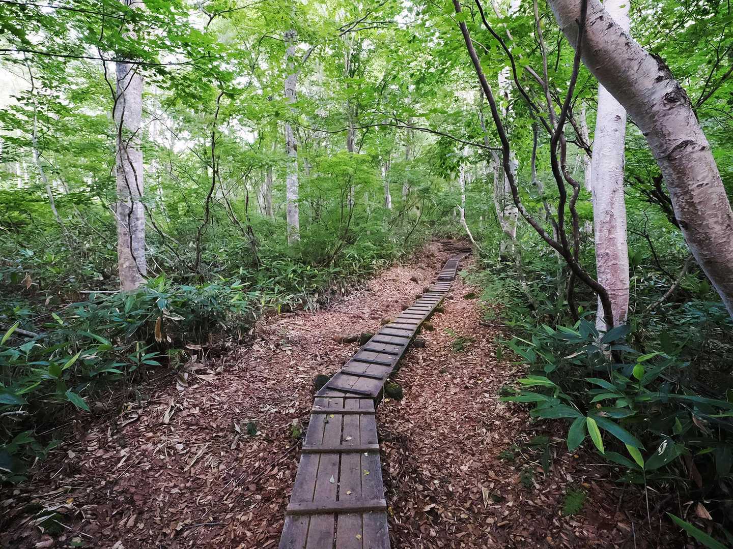 序盤は緩やかな登山道に木道があり歩きやすい。