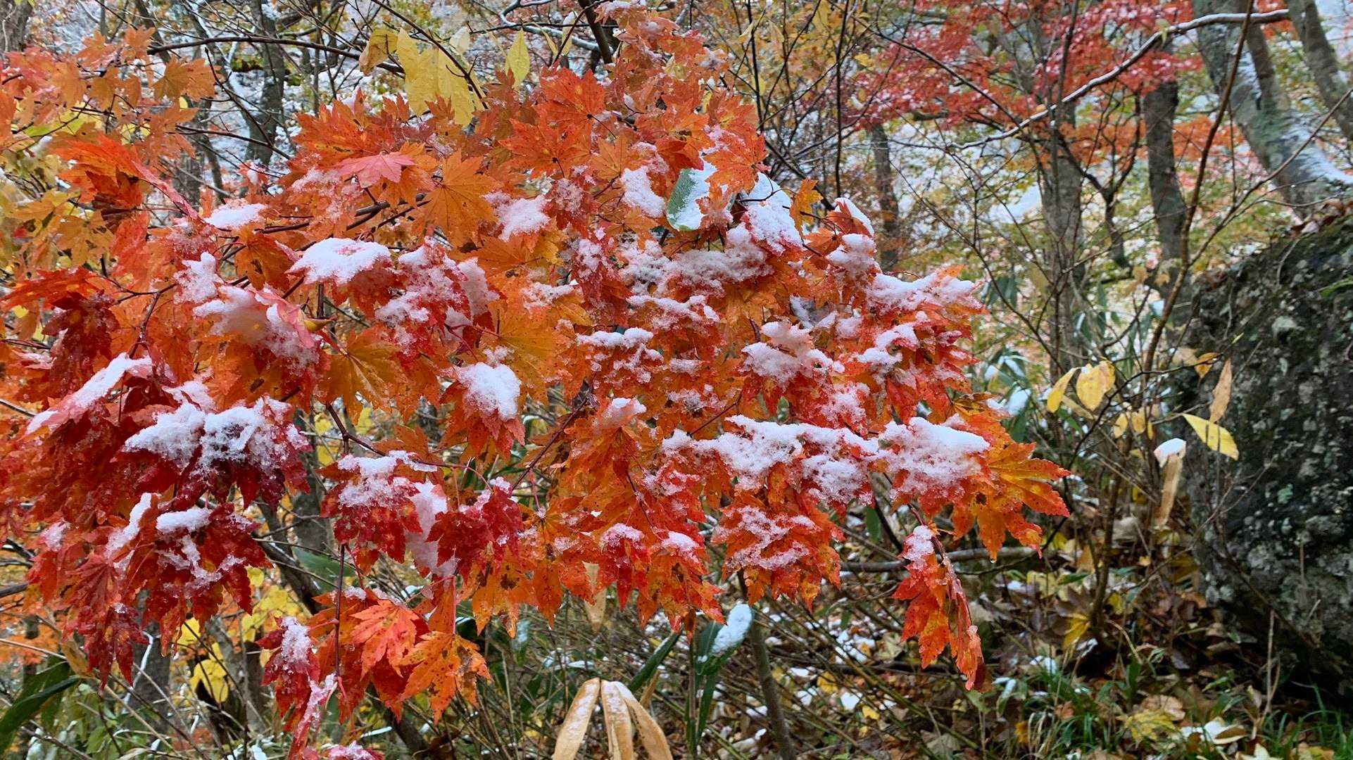 昨夜雪が降って新雪です❄️🍁