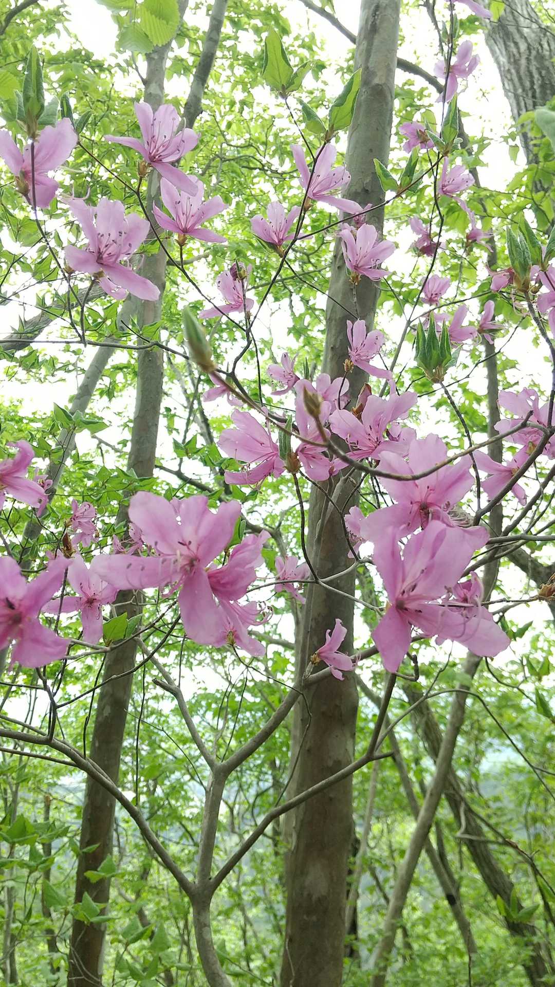 太郎山（茨城県）の写真