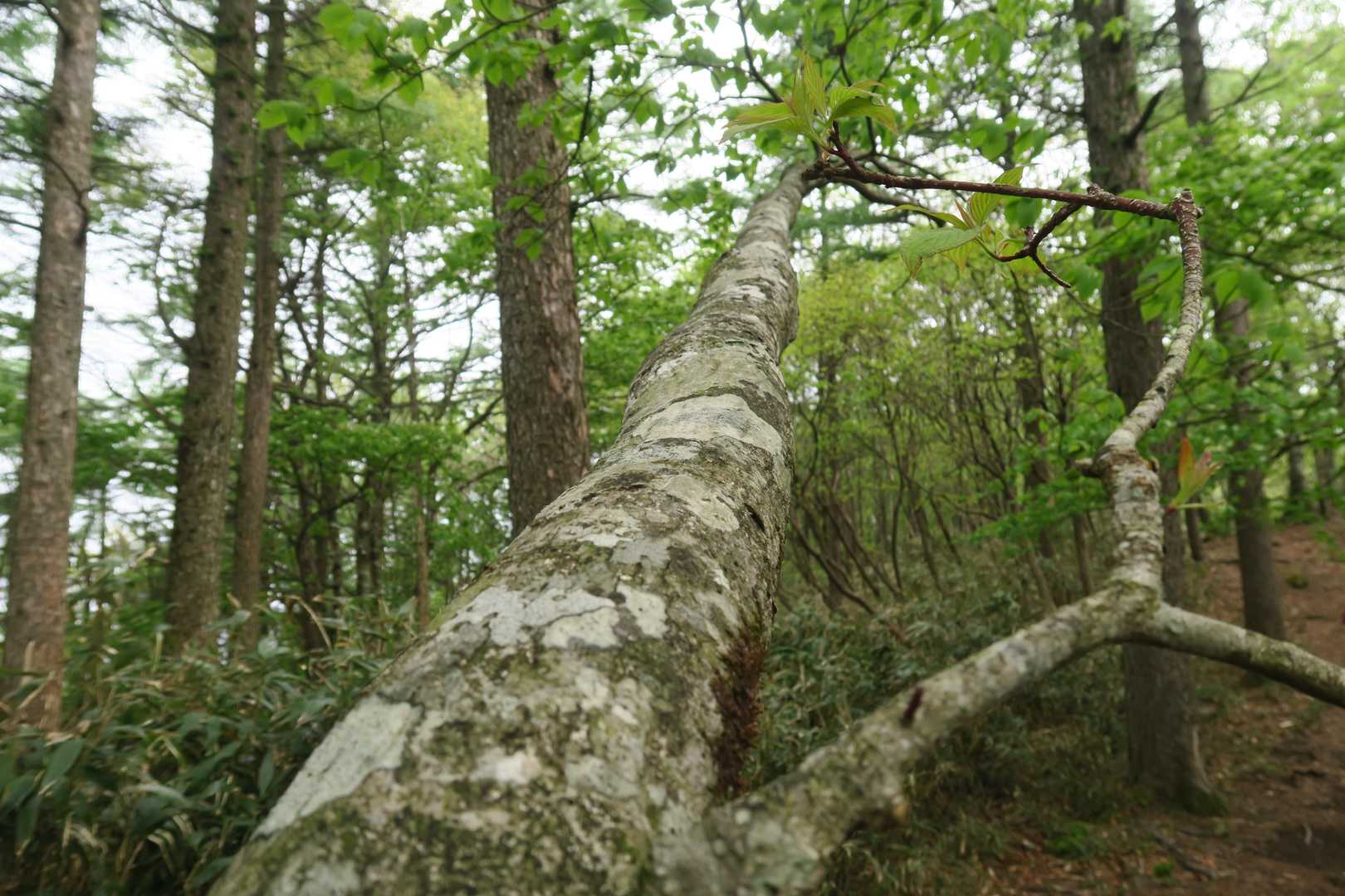 ダルガ峰登り口-ダルガ峰-大海里山-大海里峠-駒の尾山-鍋 往復コースの写真