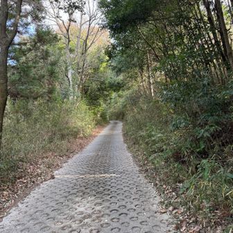 この道は意外とねくるよね🦶