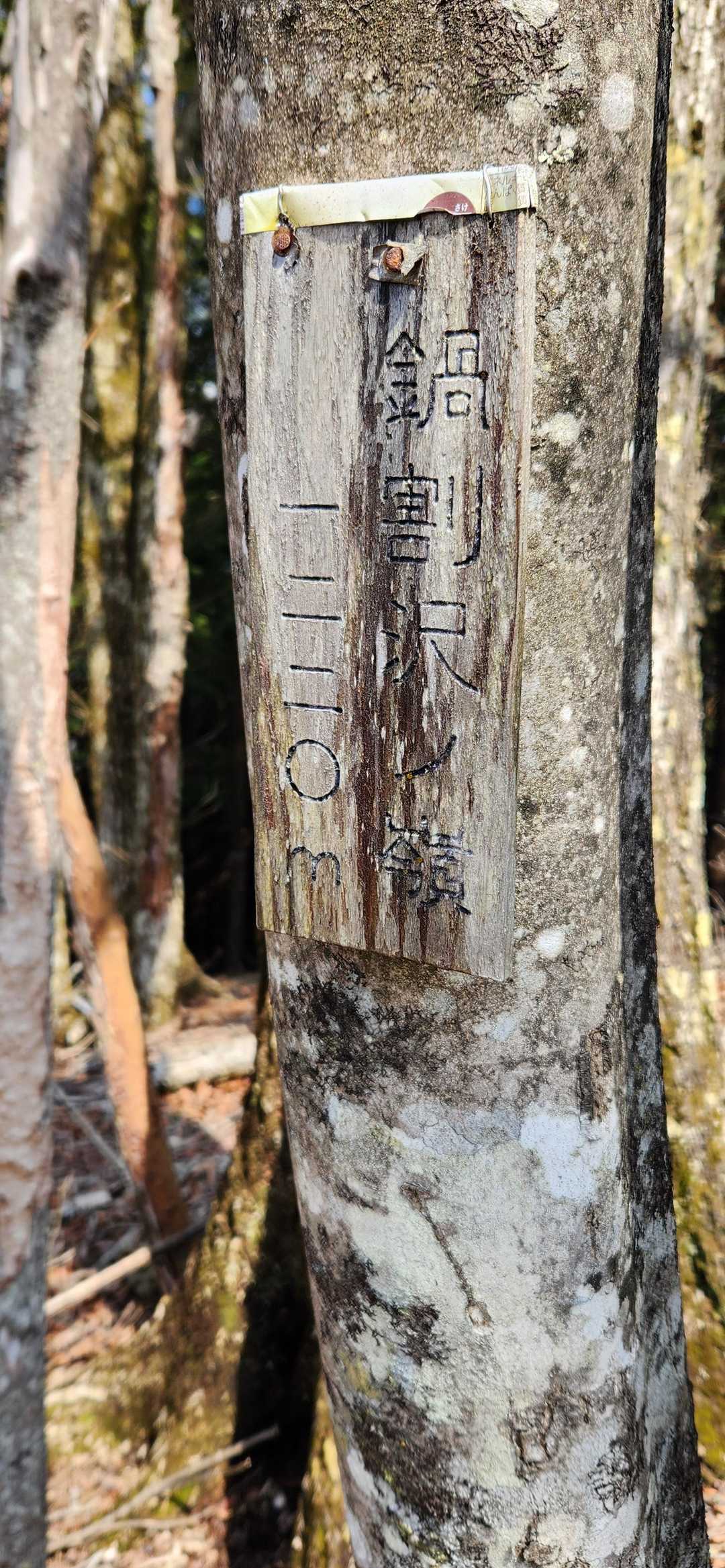 大窪沢ノ頭-権現山 往復コースの写真