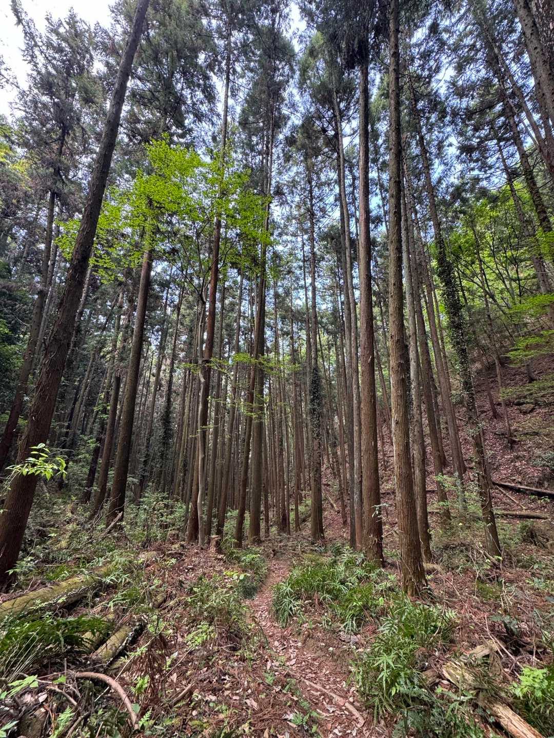 牛伏山 周回コースの写真