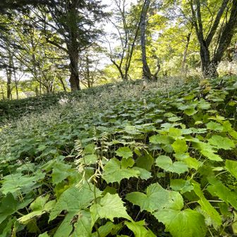 カニコウモリ。葉っぱがカニに似てる？