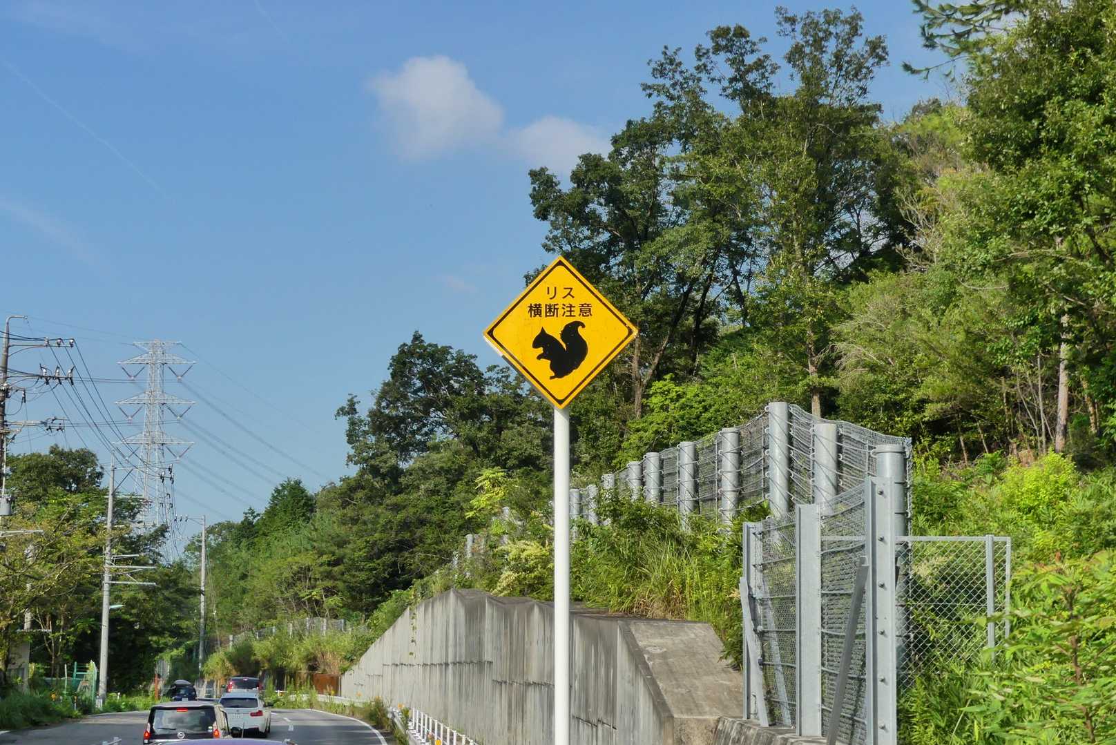 リス横断注意🤔