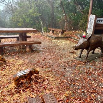 うり坊こんにちわ
