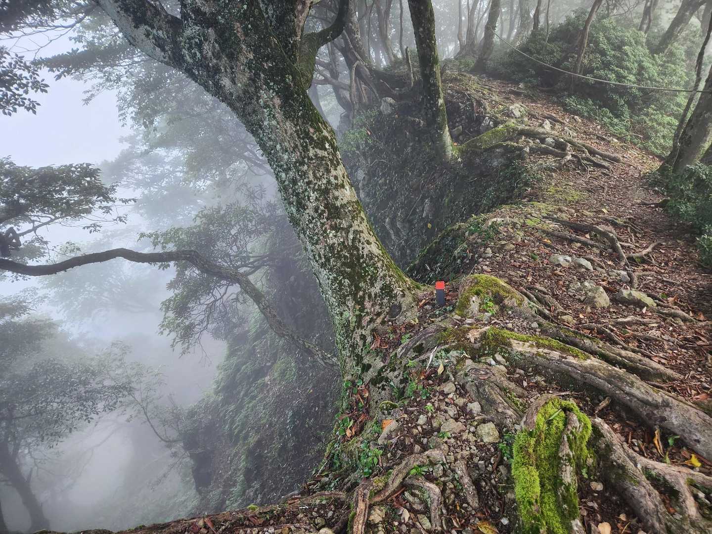 焼尾山の分岐
左の谷は落ちたら死ねる☠️