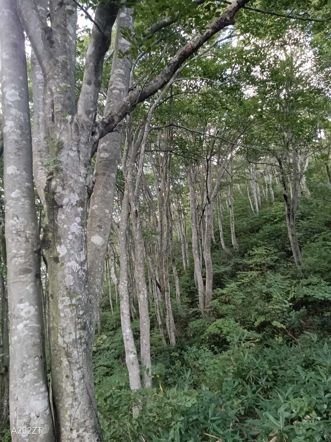 ブナ林🌳