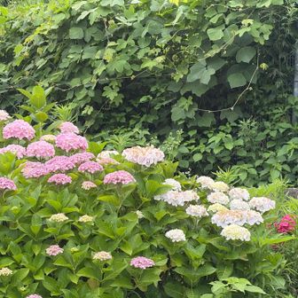 紫陽花がきれい😍