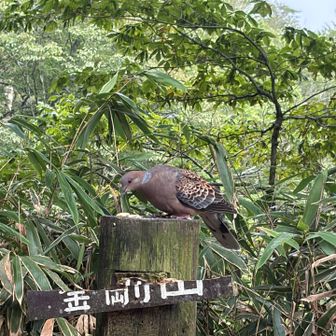 でか！
鳩やん🤣