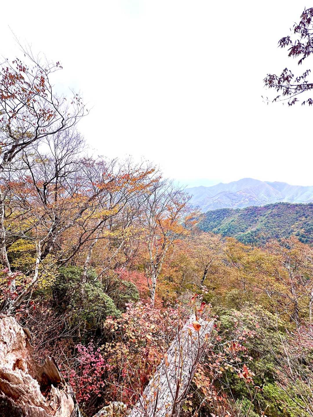 南アルプスを眺められるらしい展望スポットだけど、今日は紅葉の山並み🍁
