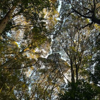 見上げると、おお❗️
この森にもクラウンシャイネス🌳

きっと、あちこちの森にあるんだな