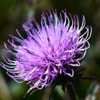 虫よ来い
まだ見えぬ先の　花粉より
