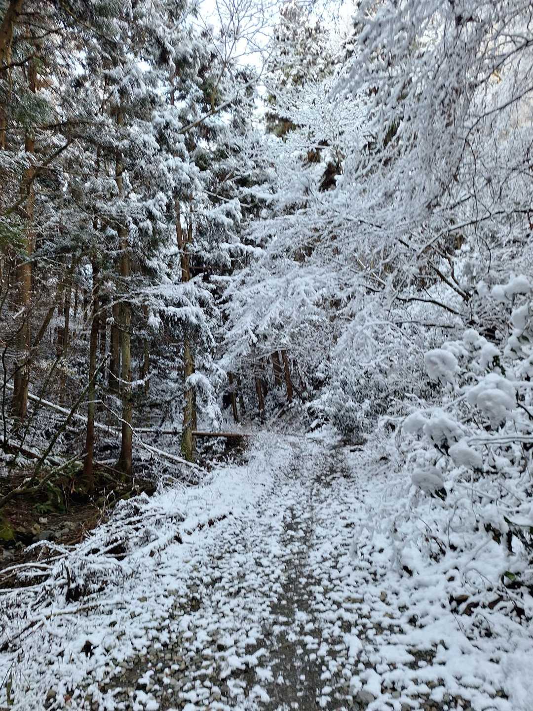 小仏峠-城山 往復コースの写真