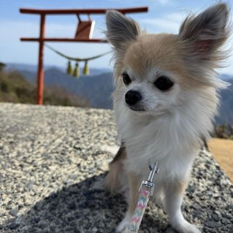 今日は山頂でもいい子ちゃん🐶