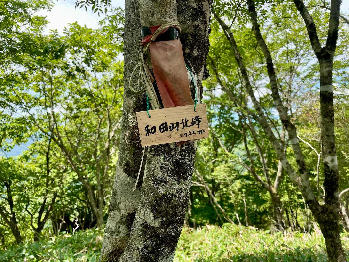 道から10㍍ほど熊笹をかき分けたところに山頂がありました