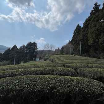 登山者が多かったので
スタート時に撮れなかったお茶畑✨
足柄茶かな？🍵🤔