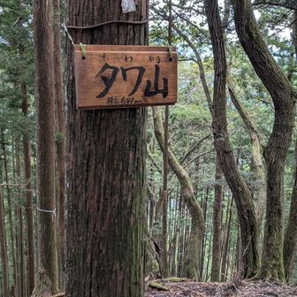 タワ山（691m）を通過