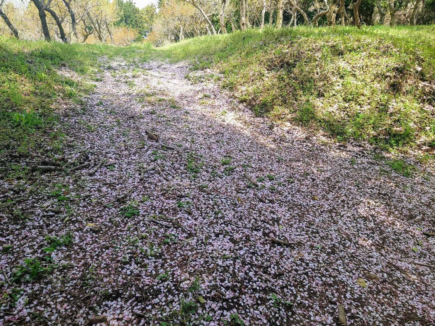 花びらのピンク絨毯