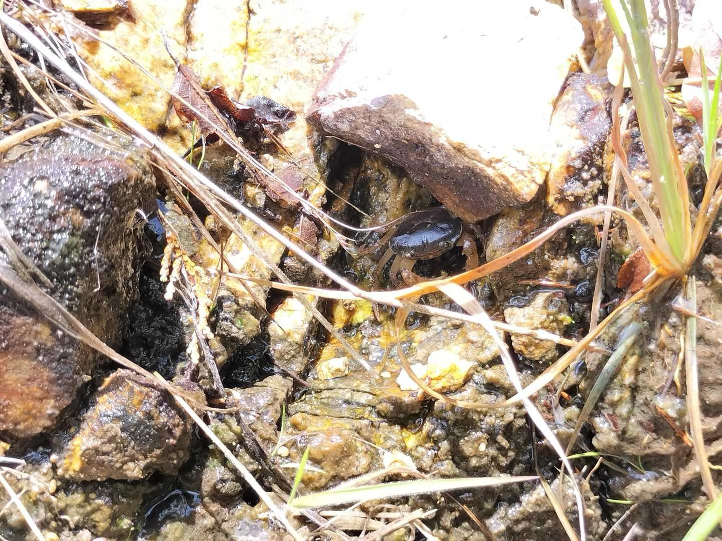 沢ガニ🦀