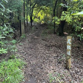 山の中へ