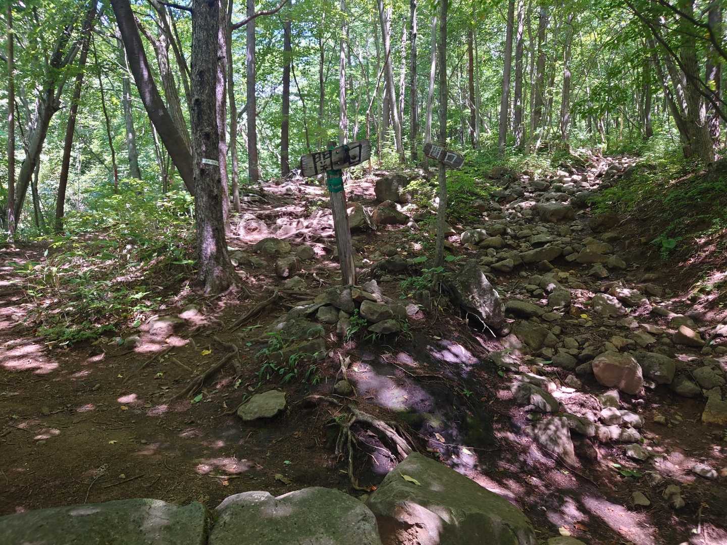 登山道
関口さんをまっすぐ進みます。