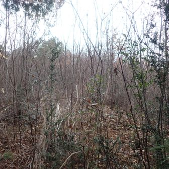 この辺が頂上だと思うけど何も見当たらない