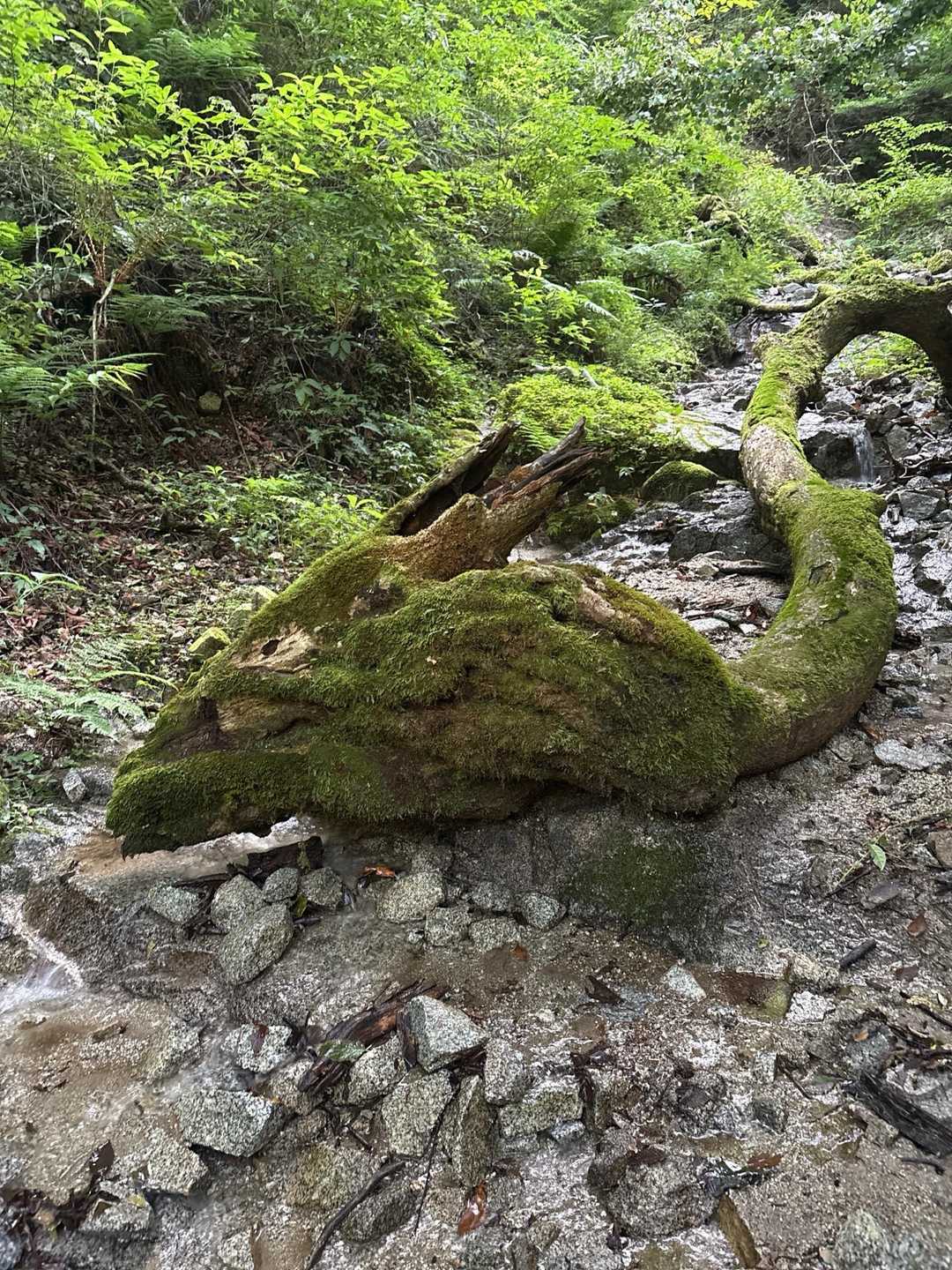 ドラゴン🐉あり