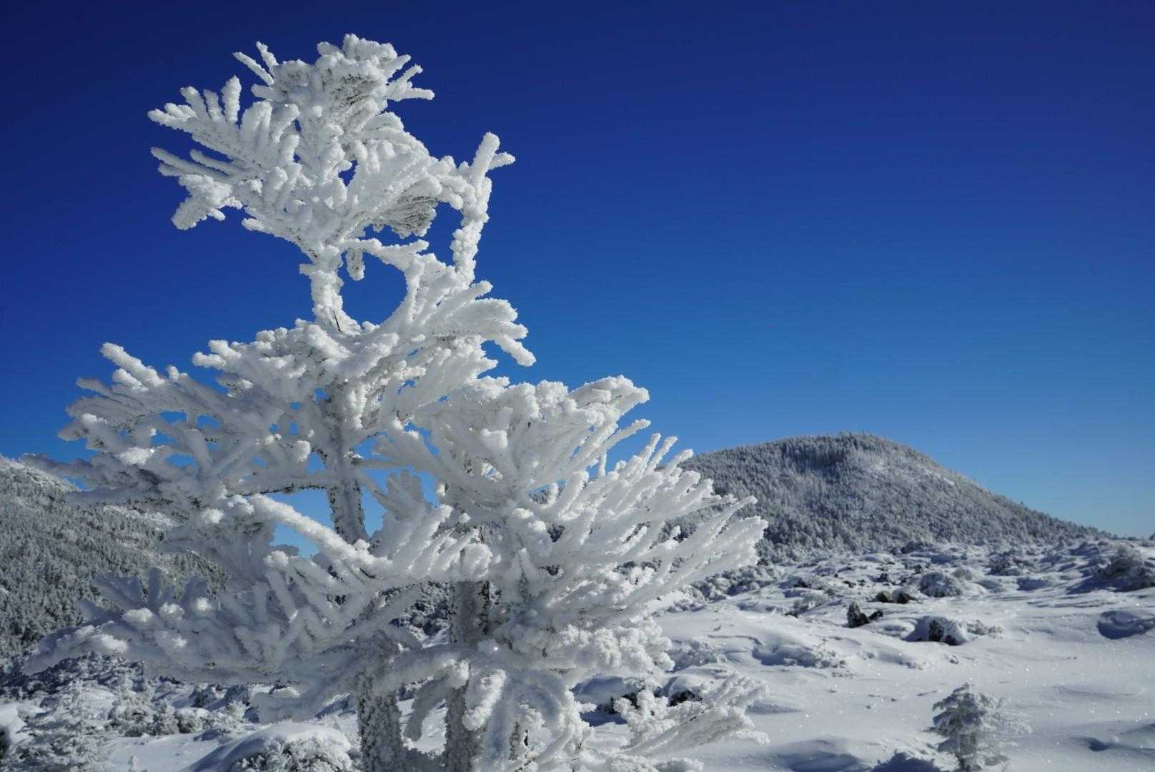 雪国最高！