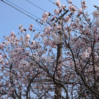 コブシの🌸
緊張が一気に解けました😊