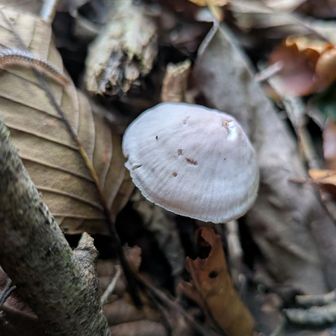 キノコ🍄