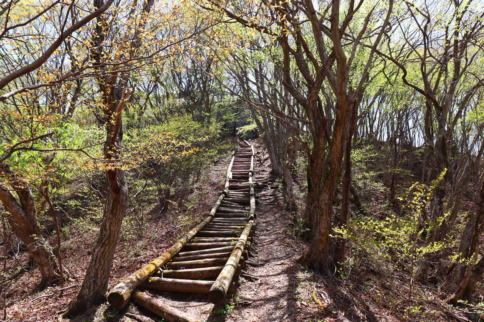 この急登を登ります。