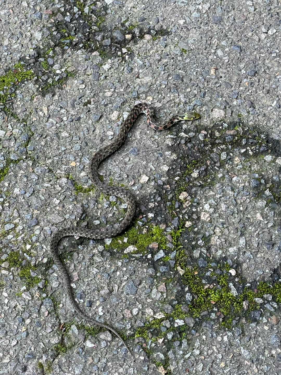 お出迎え🐍