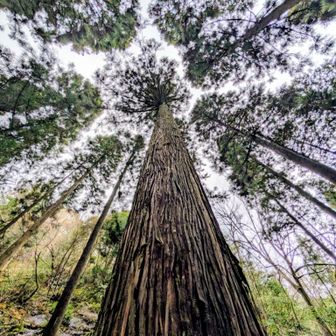 🌲✨

只今、インフルエンザ、コロナが流行してます。
感染予防対策😷大事です😊
どうか、みなさまが、年末年始を、元気で、楽しく、過ごせますように🧚祈ってます🐦️

今日もありがとうございました😎